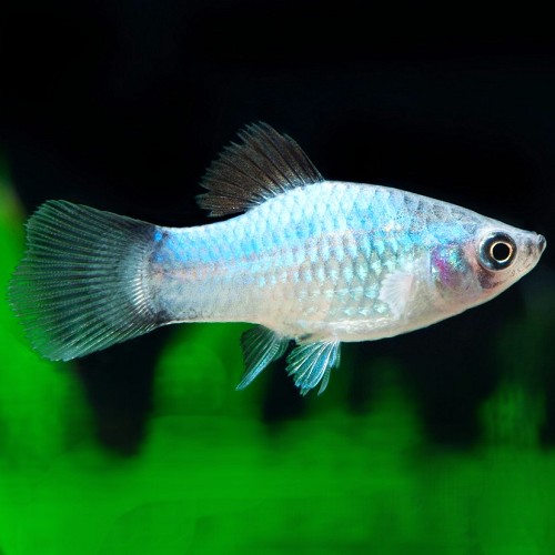 Xiphophorus maculatus - Platy blue mickey mouse